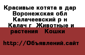 Красивые котята в дар - Воронежская обл., Калачеевский р-н, Калач г. Животные и растения » Кошки   